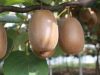 Plusieurs variétés de kiwi
