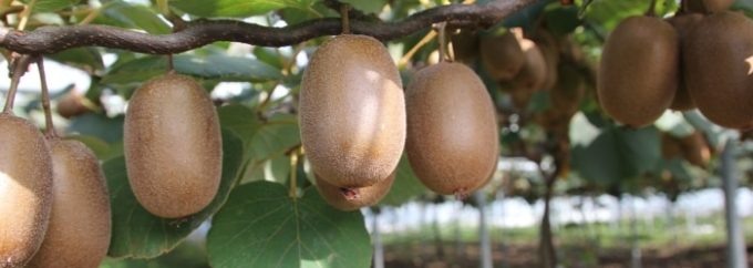 Plusieurs variétés de kiwi