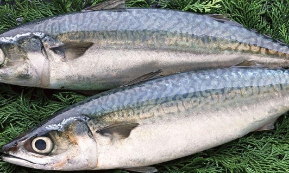 Poissons frais livrés chaque semaine à domicile ou sur votre lieu de travail – Kyss Marée