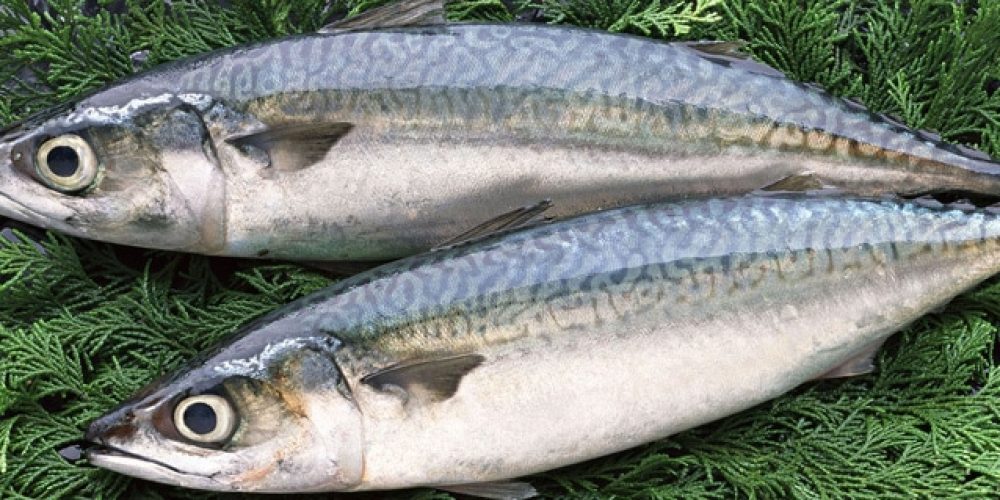 Poissons frais livrés chaque semaine à domicile ou sur votre lieu de travail – Kyss Marée
