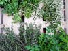 La Belle Verte - aromatiques