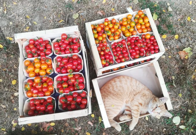 La Belle Verte - chat tomates
