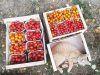 La Belle Verte - chat tomates