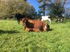 Boudig’ Laezh, La Ferme aux 10 Vaches