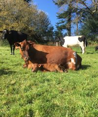 Boudig’ Laezh, La Ferme aux 10 Vaches