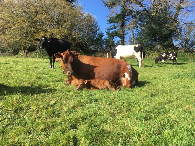 Boudig’ Laezh, La Ferme aux 10 Vaches