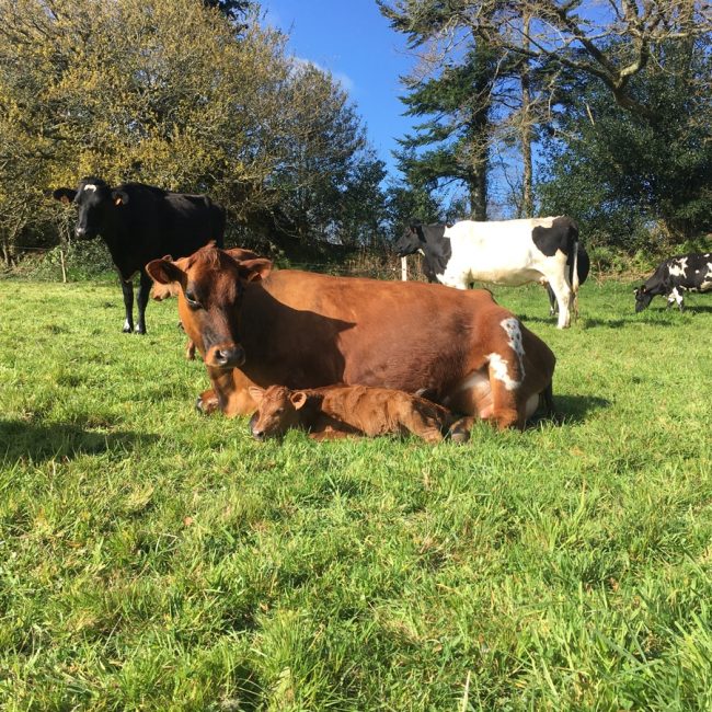 Boudig’ Laezh, La Ferme aux 10 Vaches