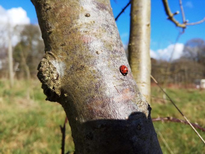 Une précieuse alliée au verger et au potager