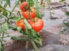 Tomates de serre (non chauffée !)