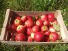Caisses de pommes