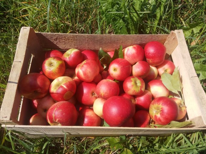 Caisses de pommes