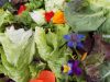 Salades et fleurs à déguster