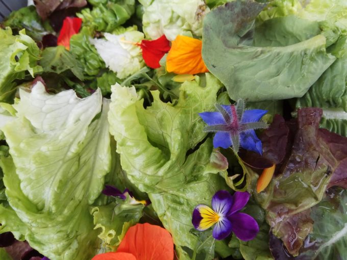 Salades et fleurs à déguster