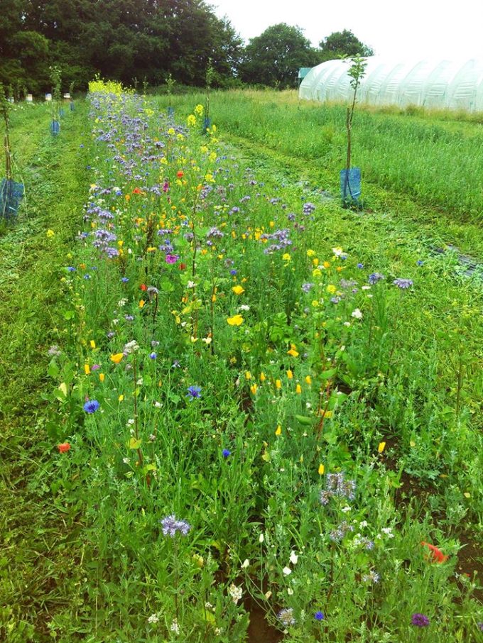 Champ de fleurs