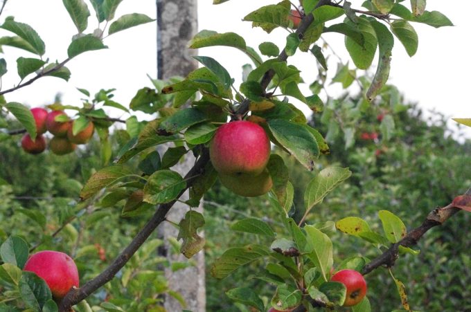 Pomme pomme pomme !