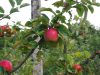 Pomme pomme pomme !