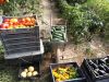 Légumes fraichement cueillis