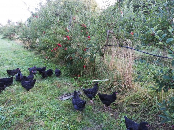 Les poules dans les vergers