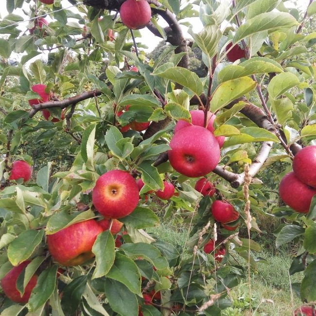 La Ferme aux Libellules