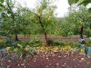 Verger de pommes, l'automne approchant