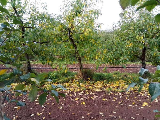 Verger de pommes, l'automne approchant