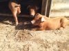 Cochons au soleil