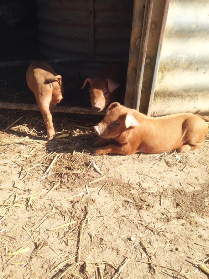 Cochons au soleil
