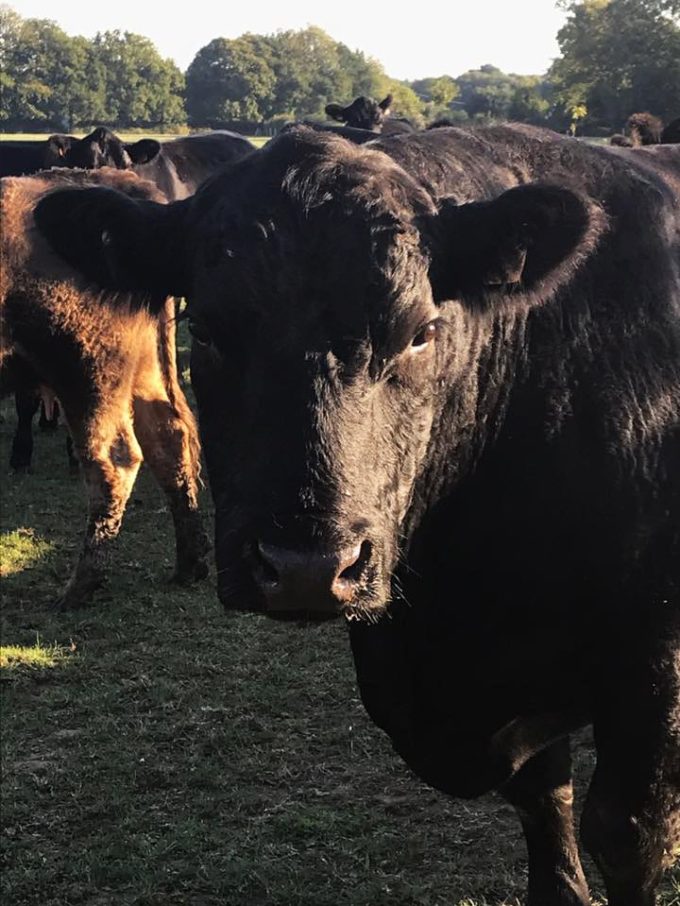 Vache curieuse