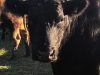 Vache curieuse