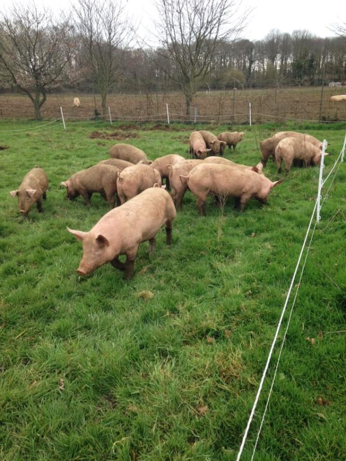 Les cochons en plein air