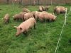 Les cochons en plein air