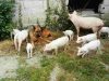 Cohabitation à la Ferme