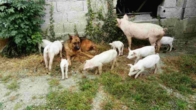 Cohabitation à la Ferme