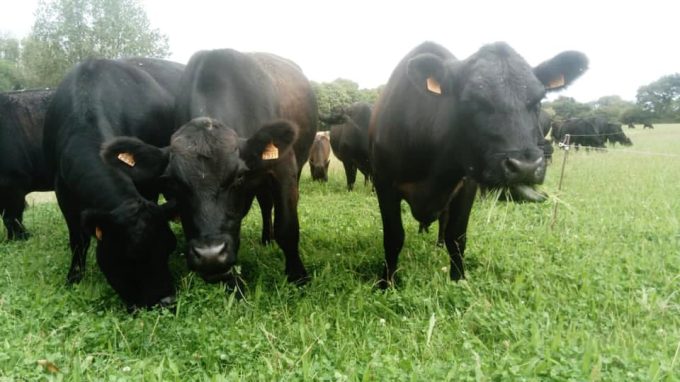 Les vaches en plein air