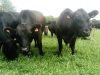 Les vaches en plein air