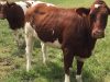 Vache de la Ferme de la Rivière