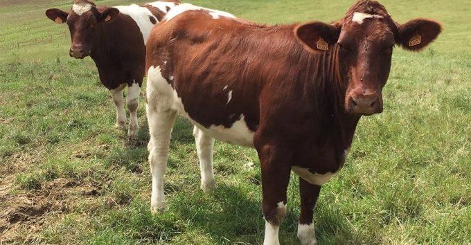 Vache de la Ferme de la Rivière