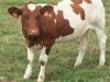 Jeune vache