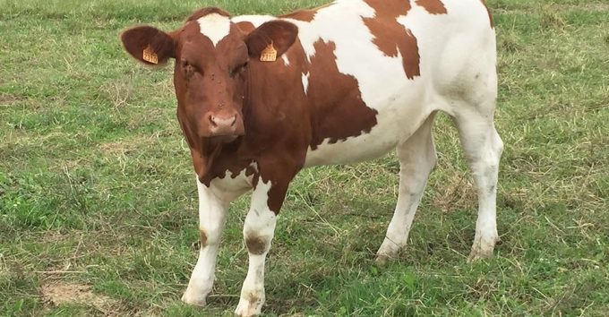 Jeune vache