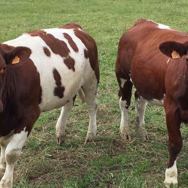 La Ferme de la Rivière