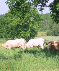 La Ferme de Trénube