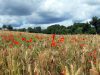 La Ferme de Trénube - coquelicots
