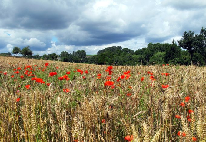La Ferme de Trénube - coquelicots