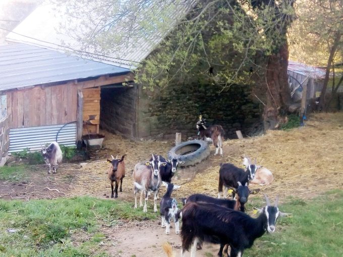 La Ferme de Trofalher - chèvres à la ferme
