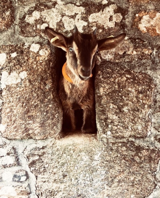 La Ferme de Trofalher - chèvre
