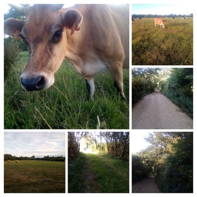 La Ferme des Petites Vaches