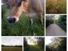 La Ferme des Petites Vaches