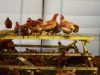 Abri pour les poules