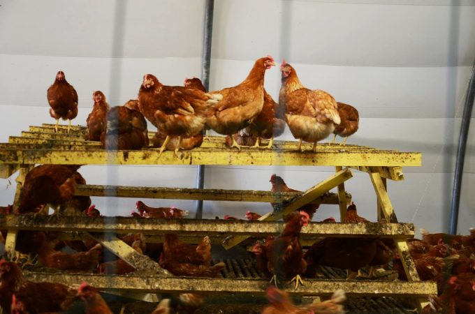 Abri pour les poules