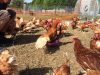 Poules élevées en plein air